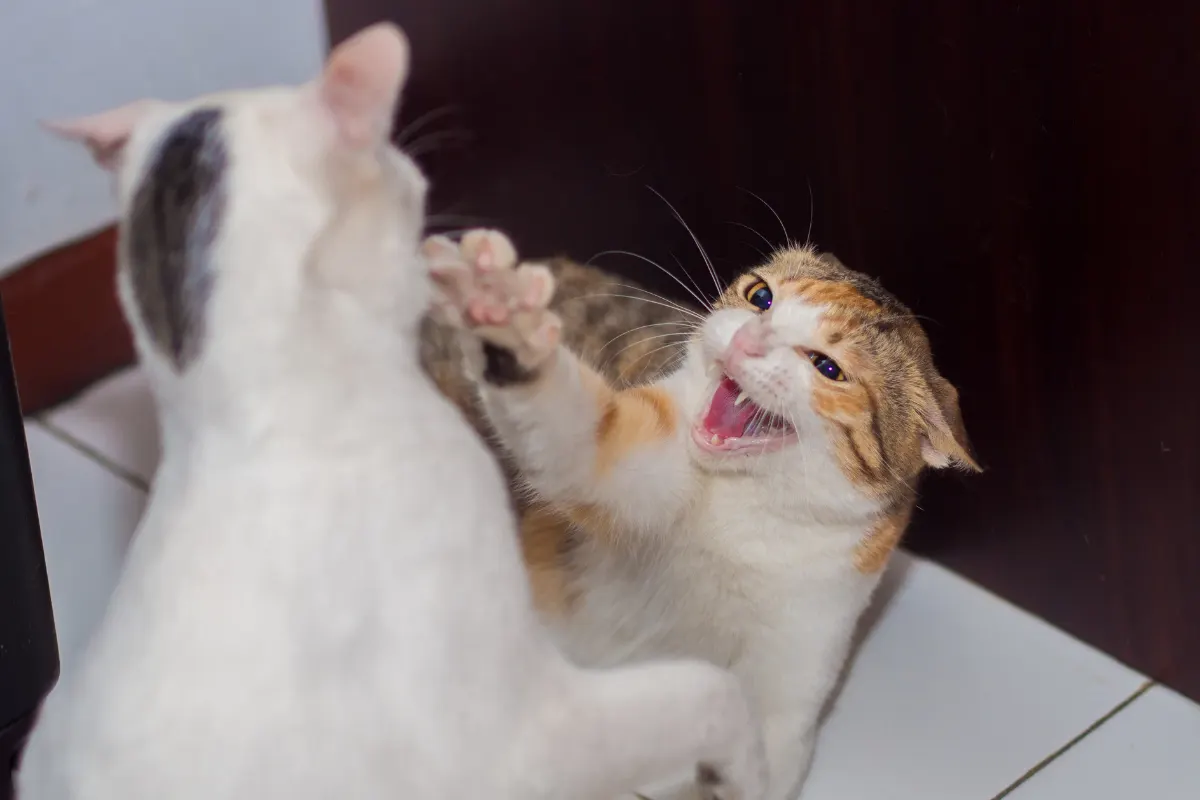Briga entre gatos dentro de casa, com um gato atacando o outro