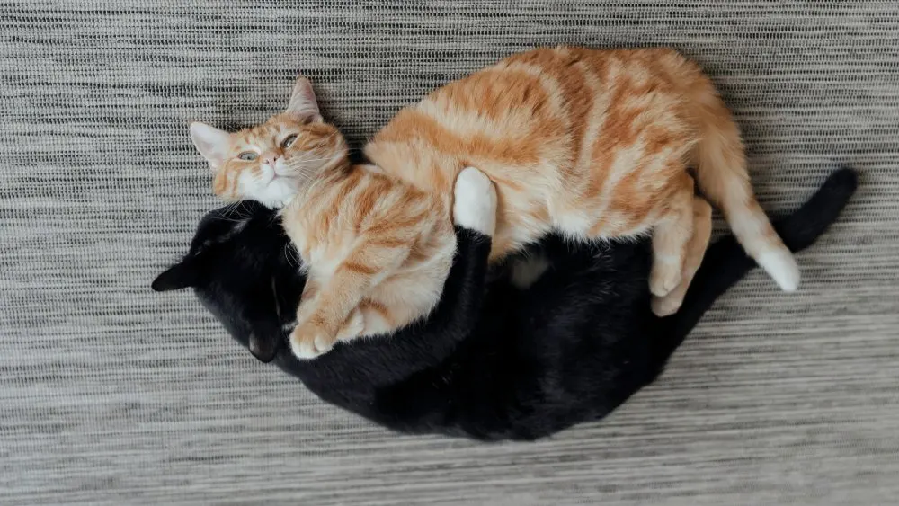 Dois gatos deitados juntos em harmonia após a reintrodução