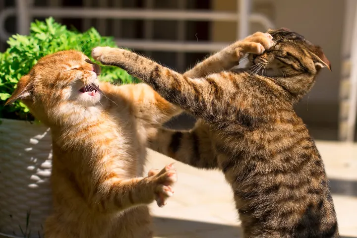 Dois gatos brigando: agressividade entre gatos
